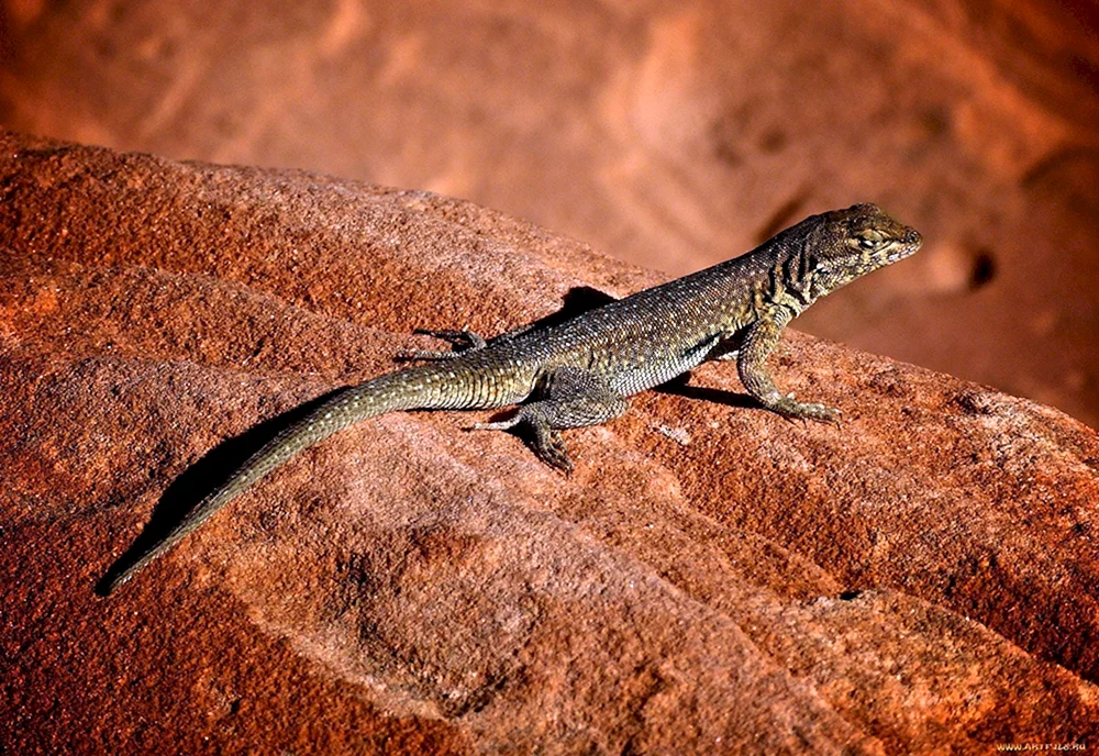 Peters Skink
