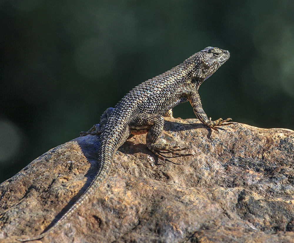 Mwanza-Agama
