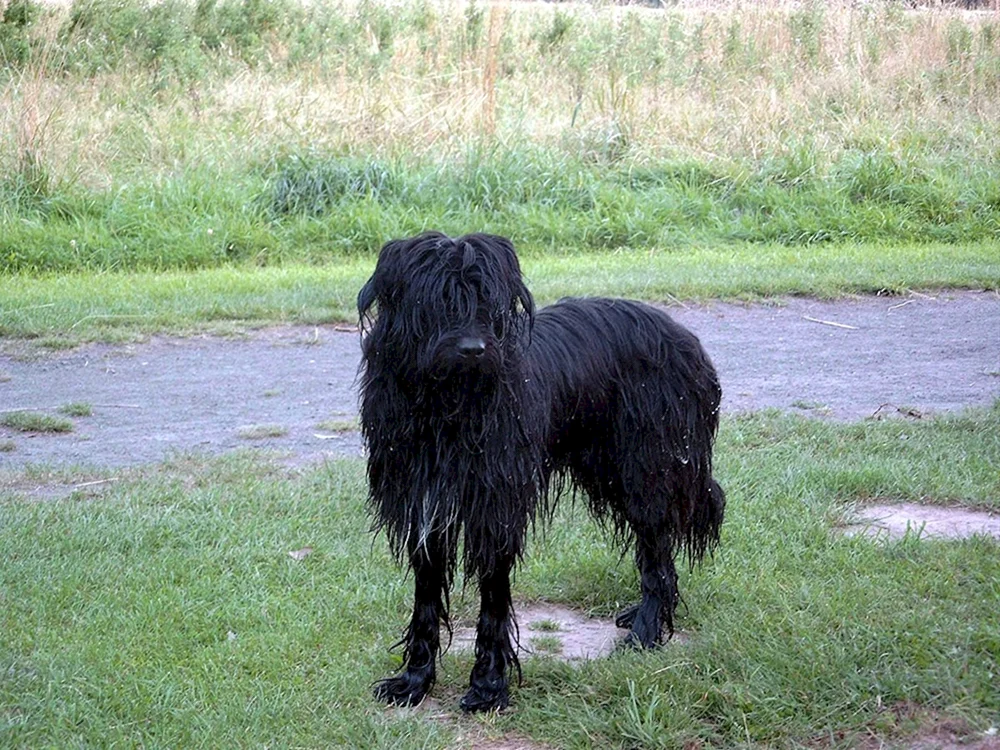 Briar Shaggy Terrier