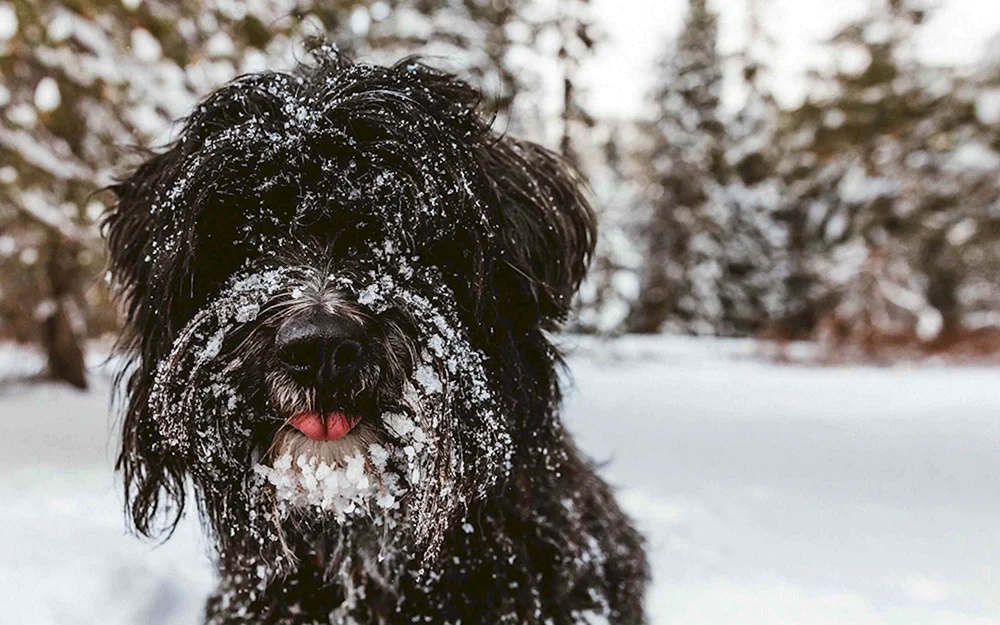 Shaggy Terrier