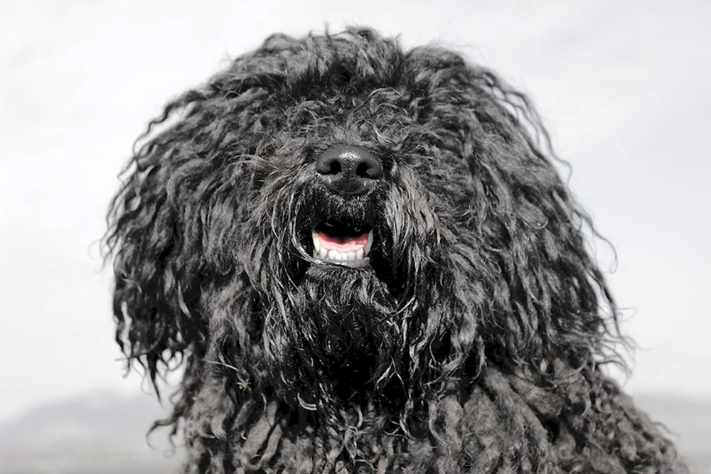 Shaggy Terrier