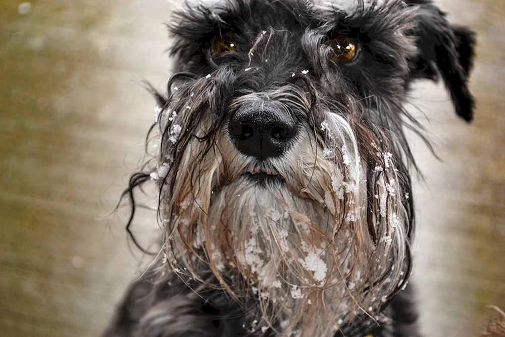 Zwergschnauzer