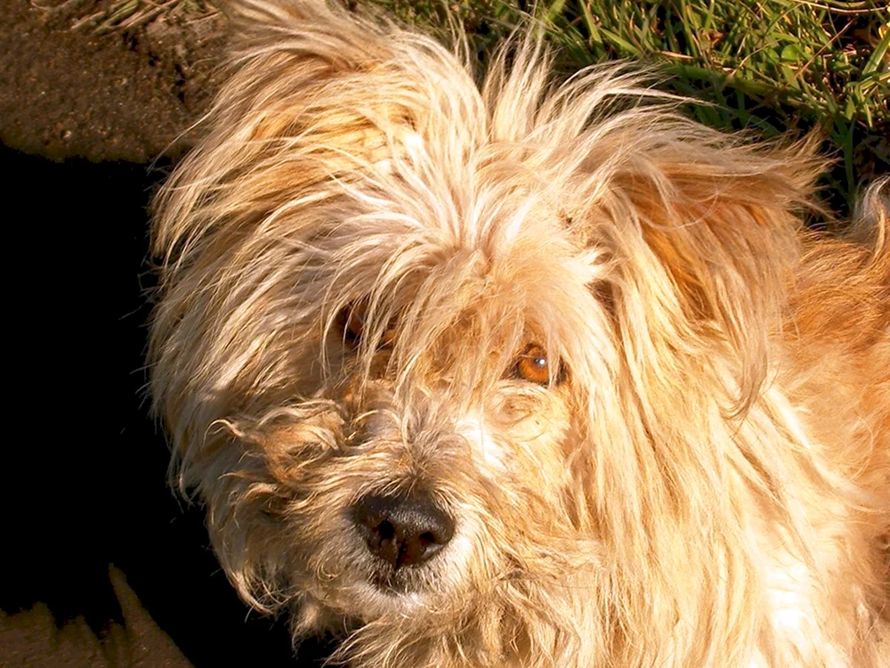 Yorkshire Terrier