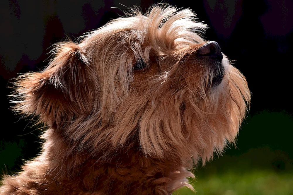 Kleine Shaggy Hunde