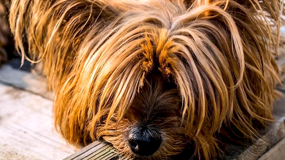 Affenpinscher Terrier