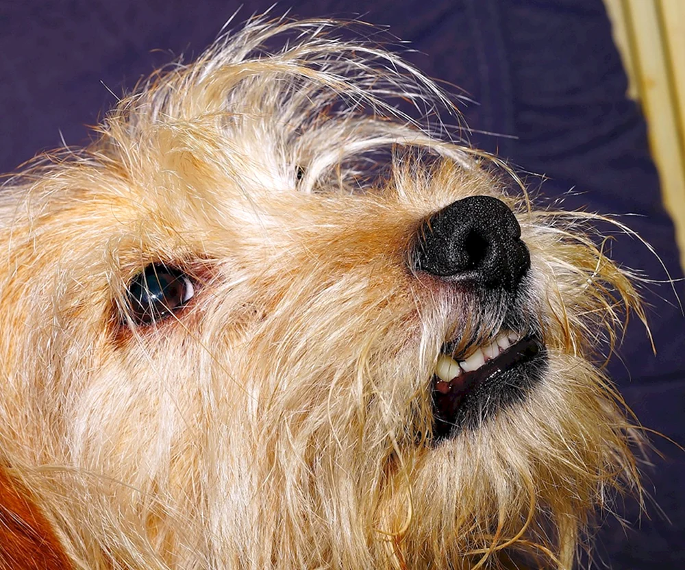 Tibetischer Terrier