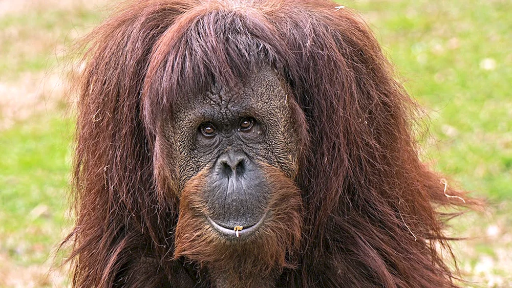 Zotteliger Affe