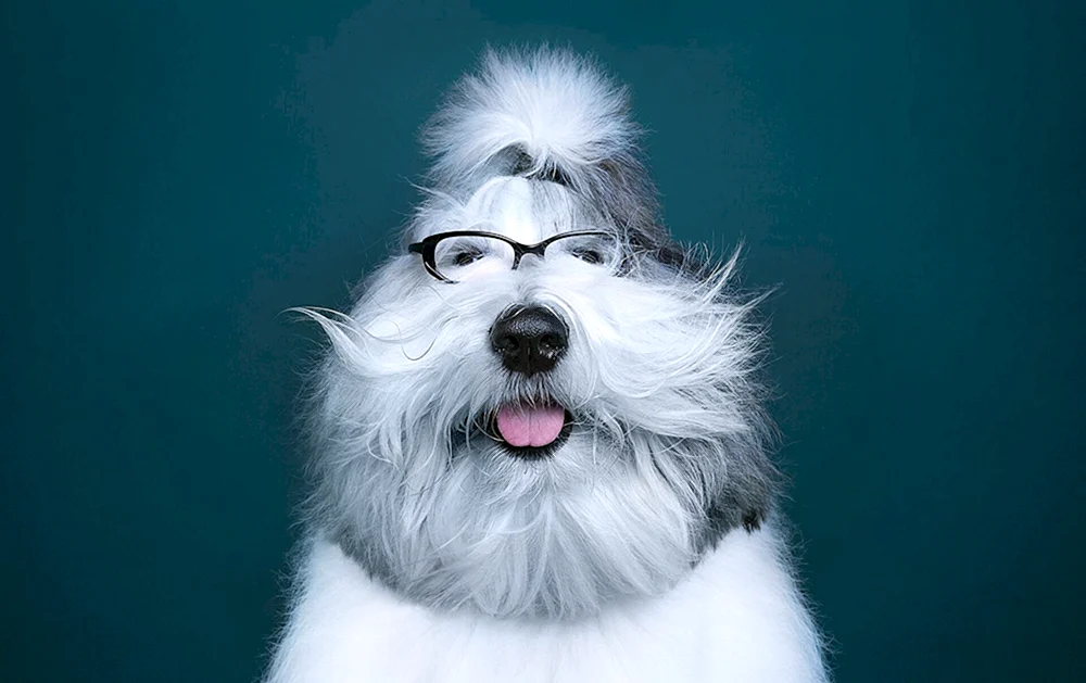 Shaggy Dog
