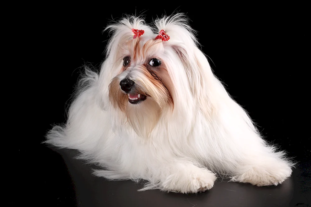 Lhasa Hunde Apso