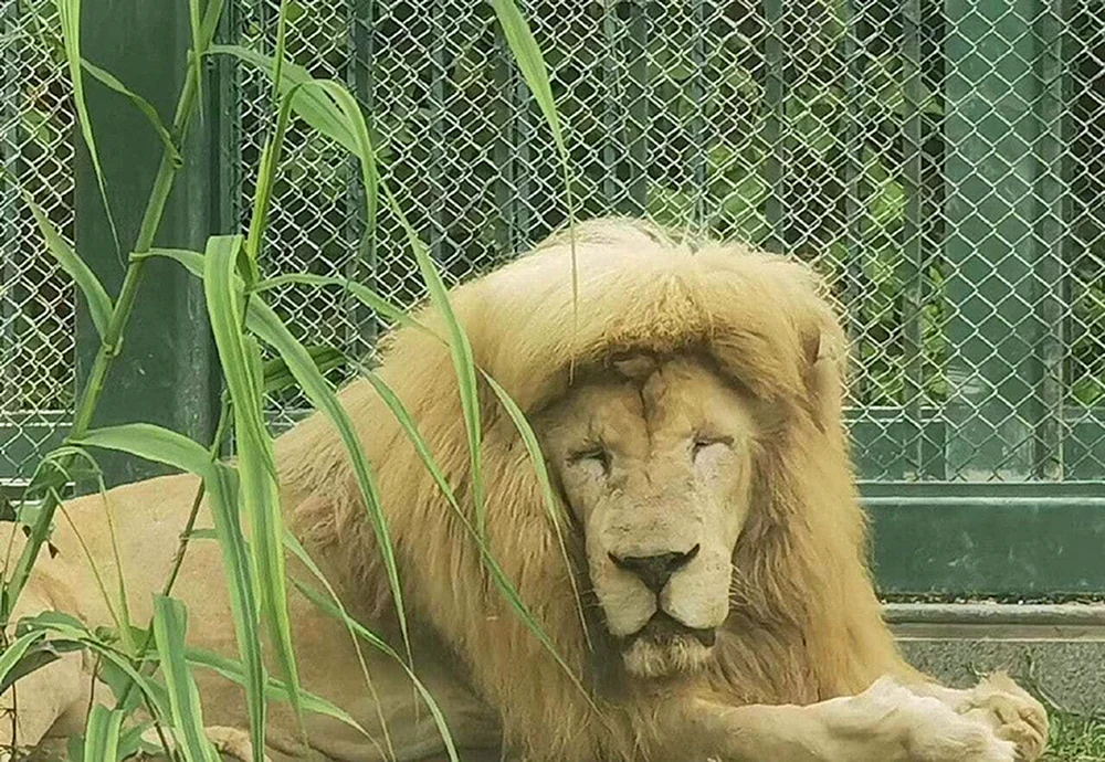 Löwe mit Lockenmähne