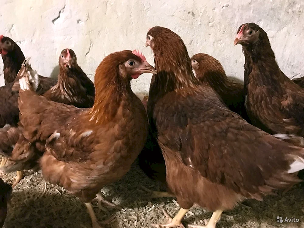 Loman- Braune Hühnerrasse