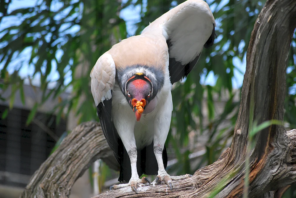 Londoner Zoo Afrikanischer Kolibri im Zoo