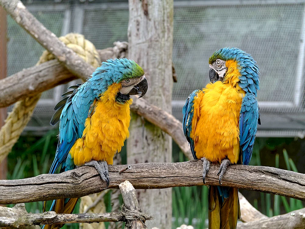 Papageien im Londoner Zoo
