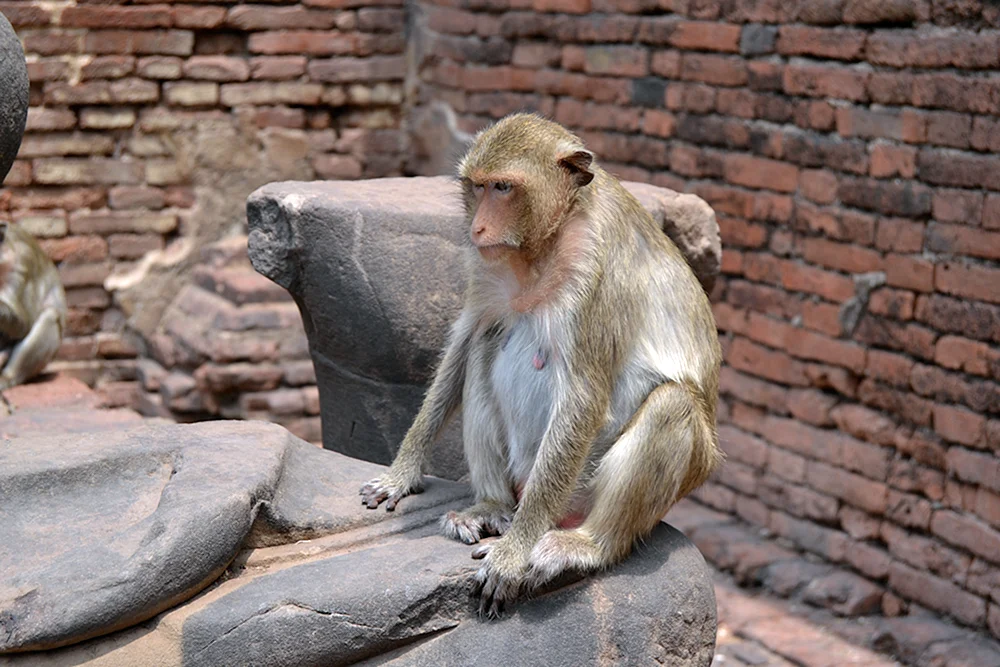 Lopburi-Affen