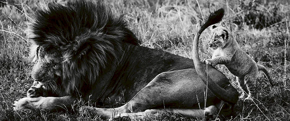 David Yarrow Wildtierbegegnungen