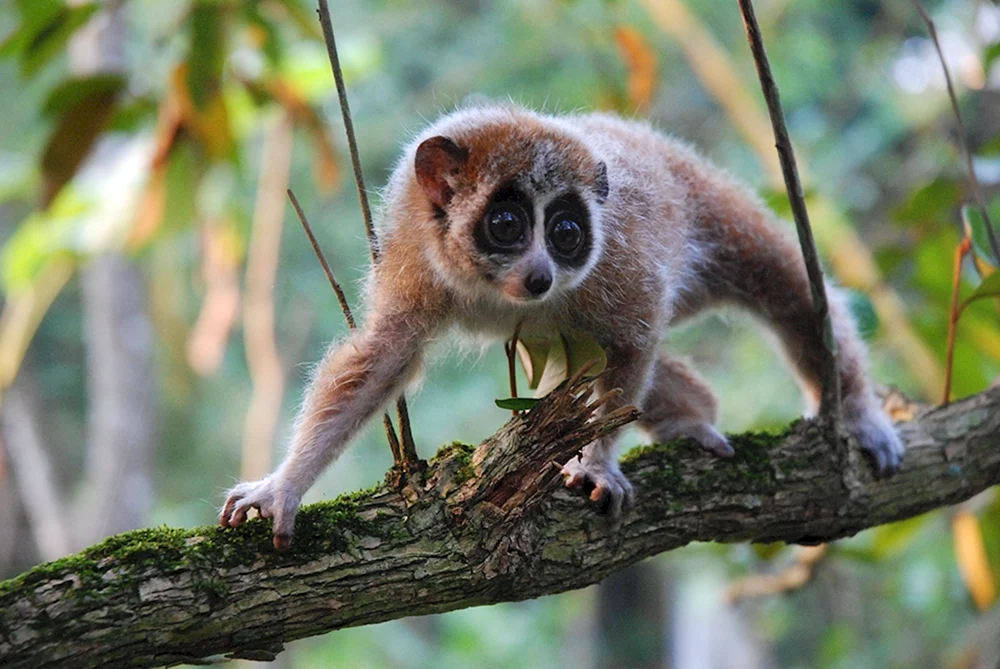 Lemur fett