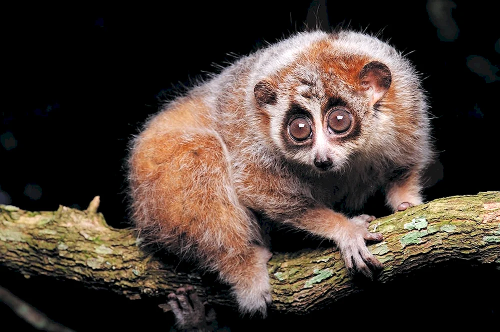 Loris Zwerglemur