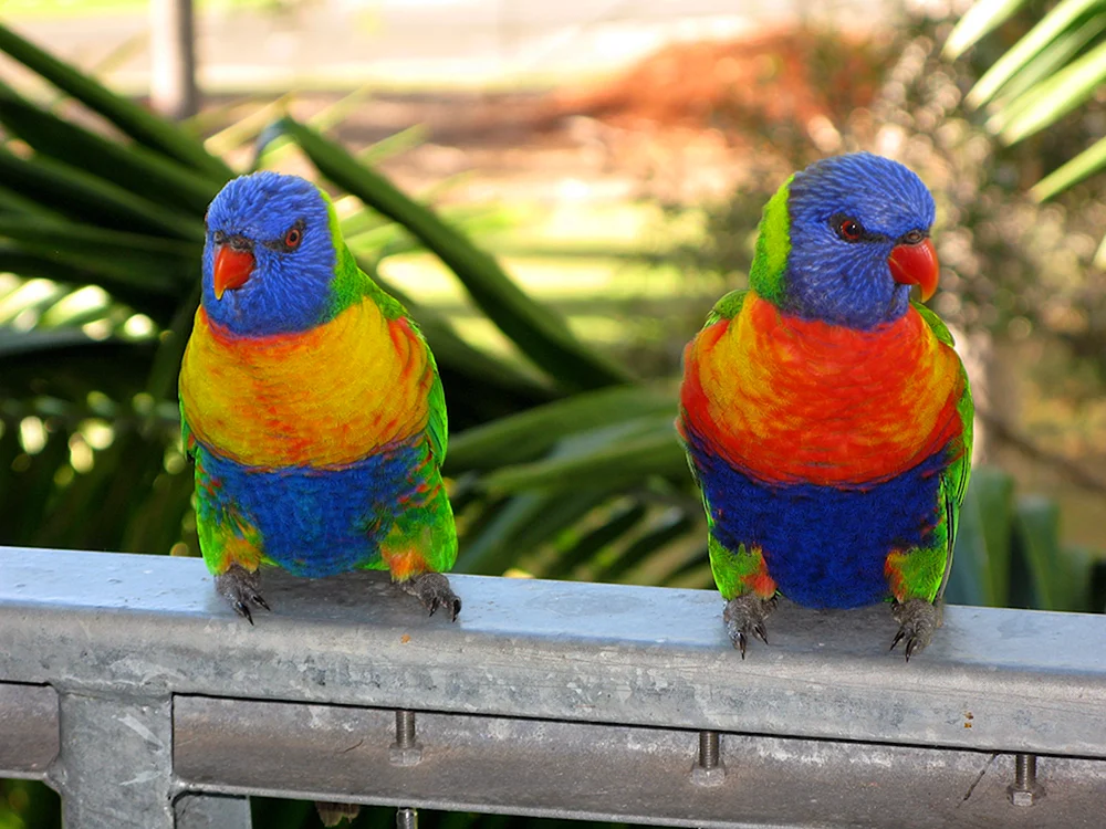 Regenbogen-Wellensittich