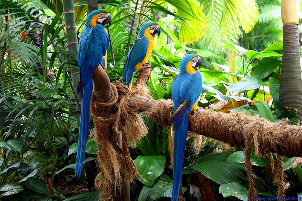 Loro Park Vögel