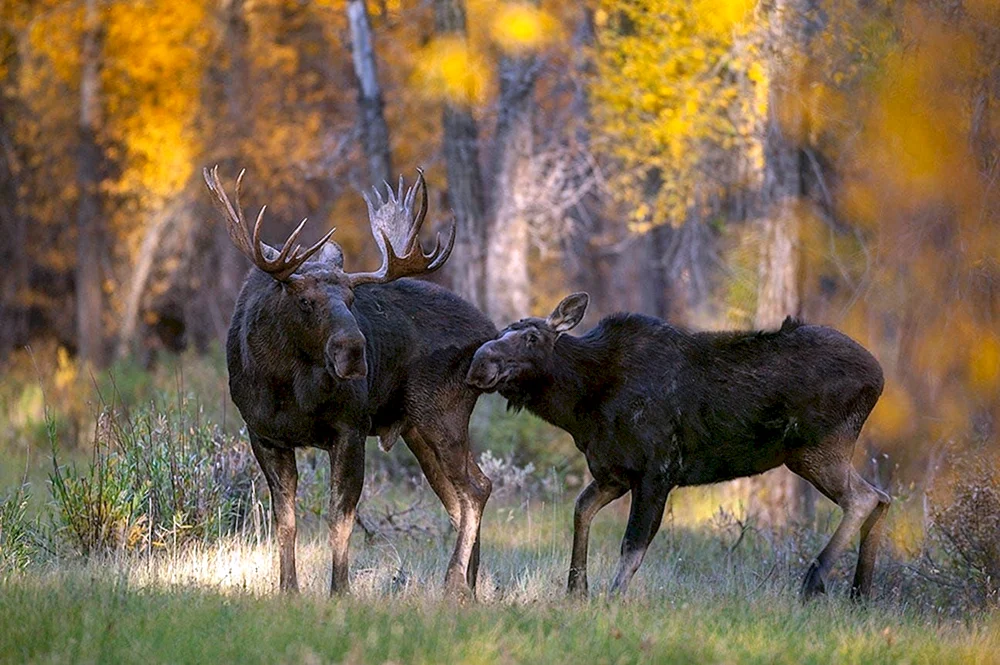Europäischer Elch alces alces alces