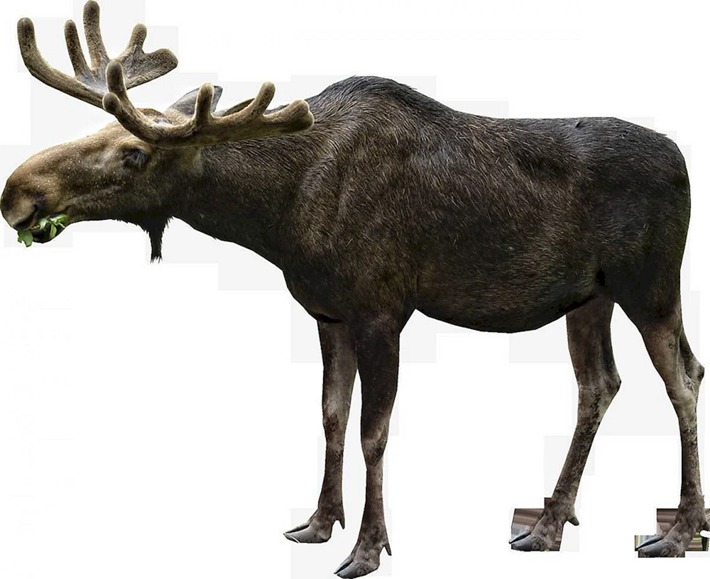 Europäischer Elch alces alces alces