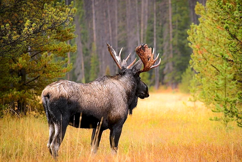 Bär in der Taiga