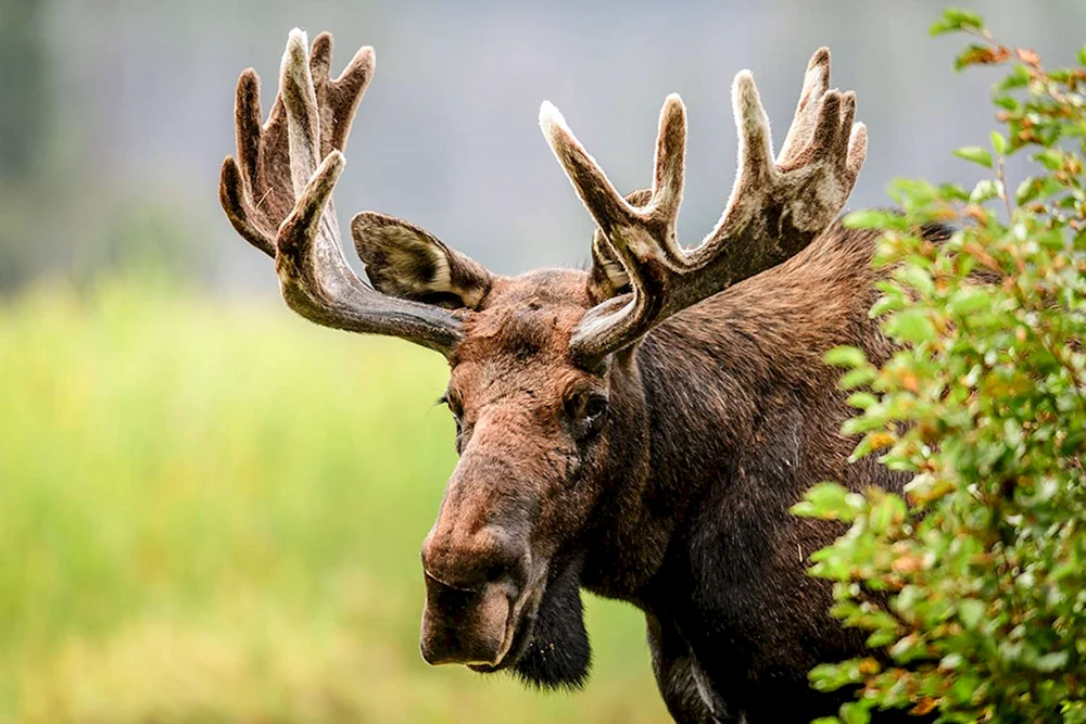 Europäischer Elch alces alces alces