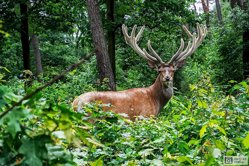 Bialowieza Puschtscha Elch