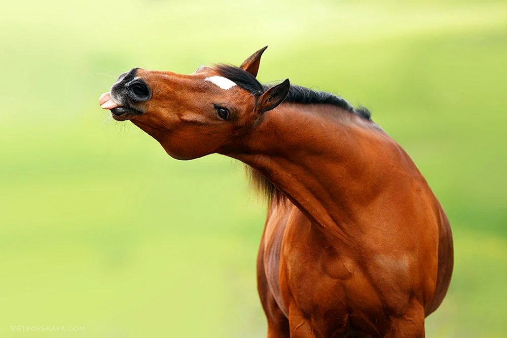 Pferd rülpst