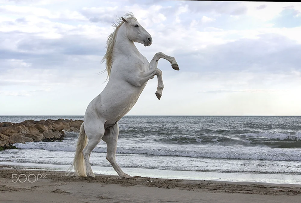Arabischer Mustang PferdMustang PferdMustang Pferd