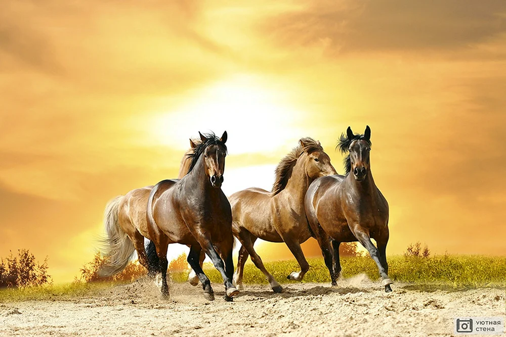 Haflinger Pferderasse