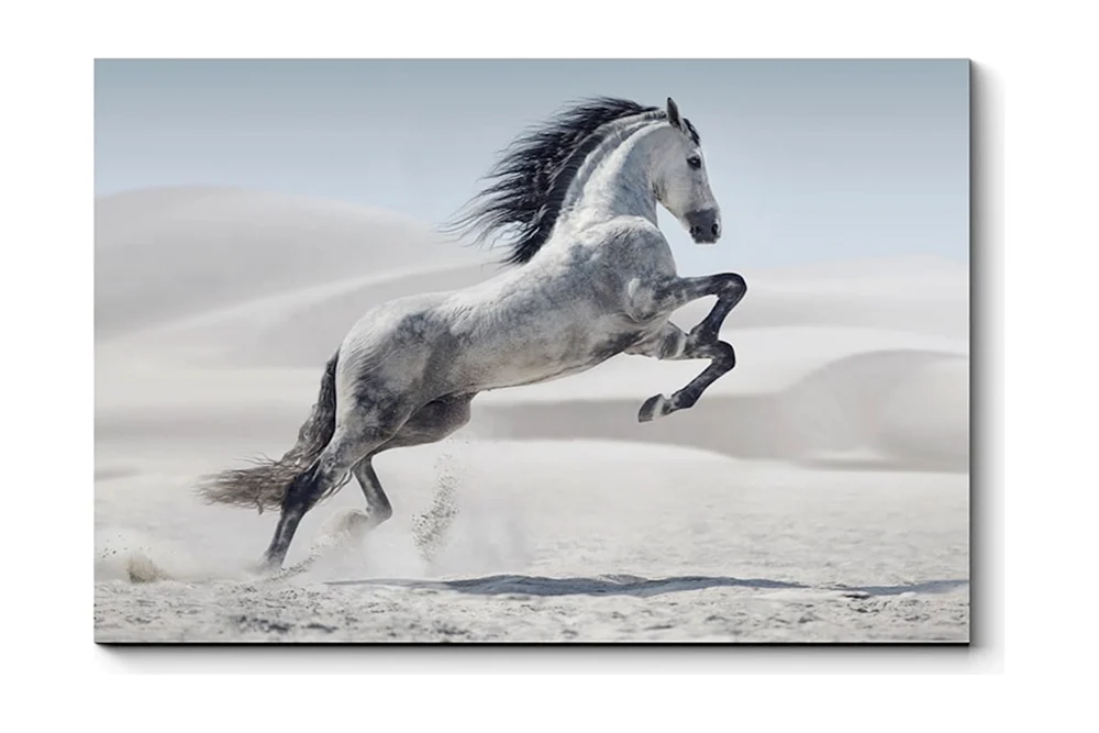 Wild Cracker. Mustang