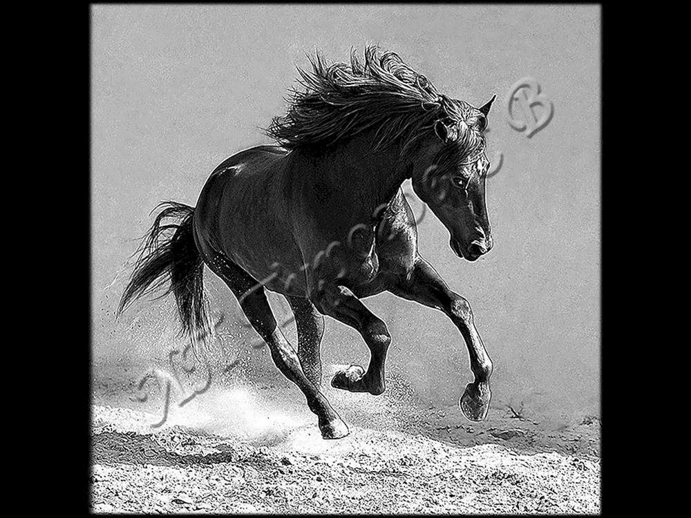 Arabisches Rennpferd Mustang