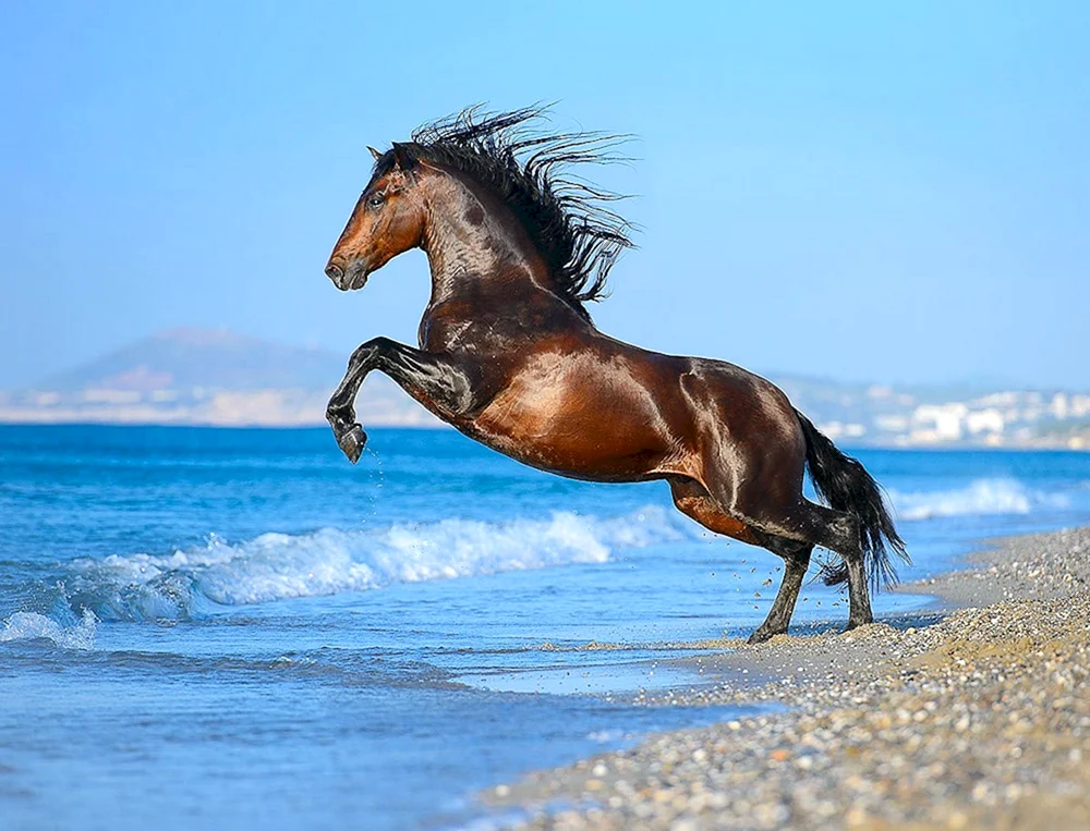 Arabisches Rennpferd Mustang
