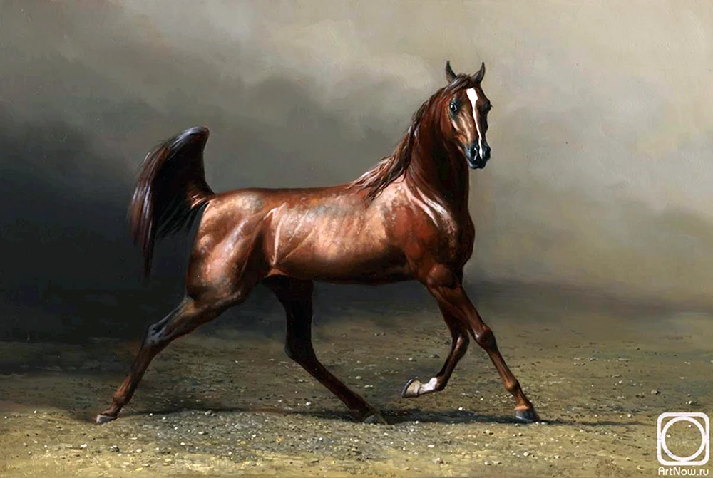 Arabischer Schimmel