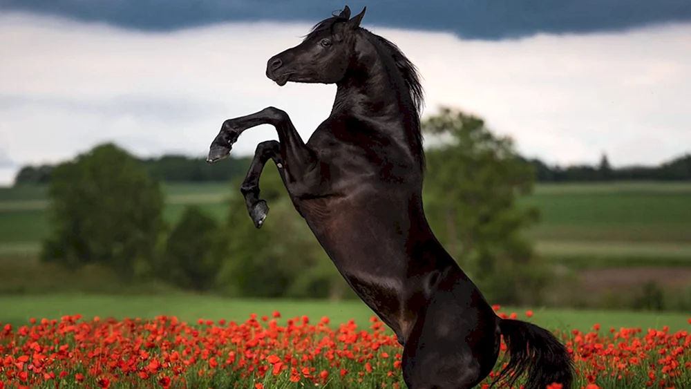 Mustang Pferd Friesenpferd