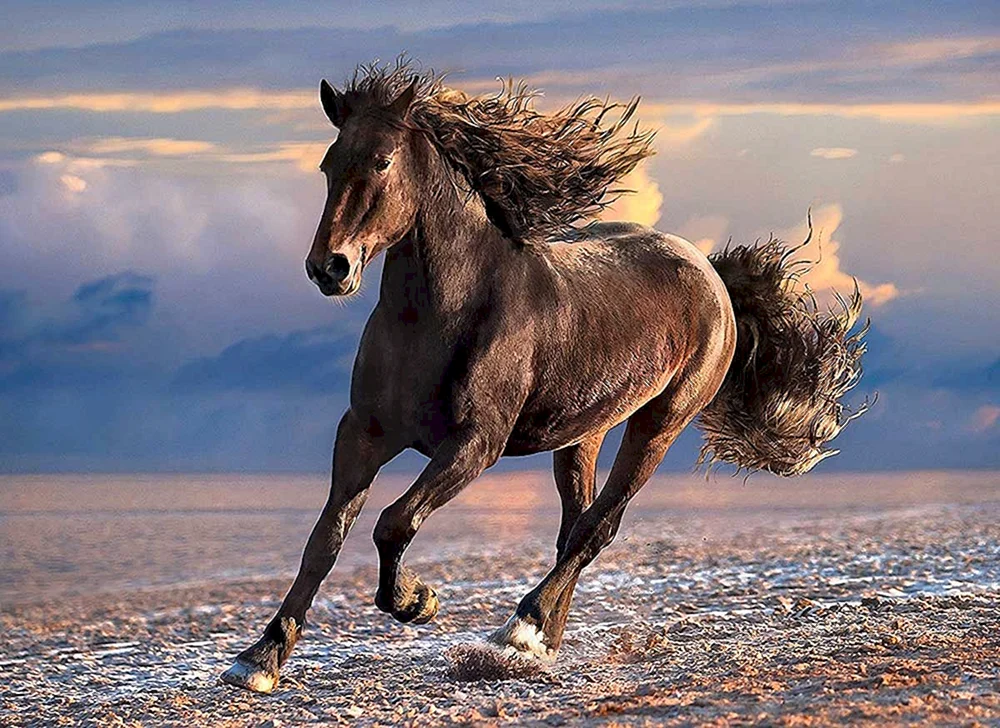 Mustang Araberpferd