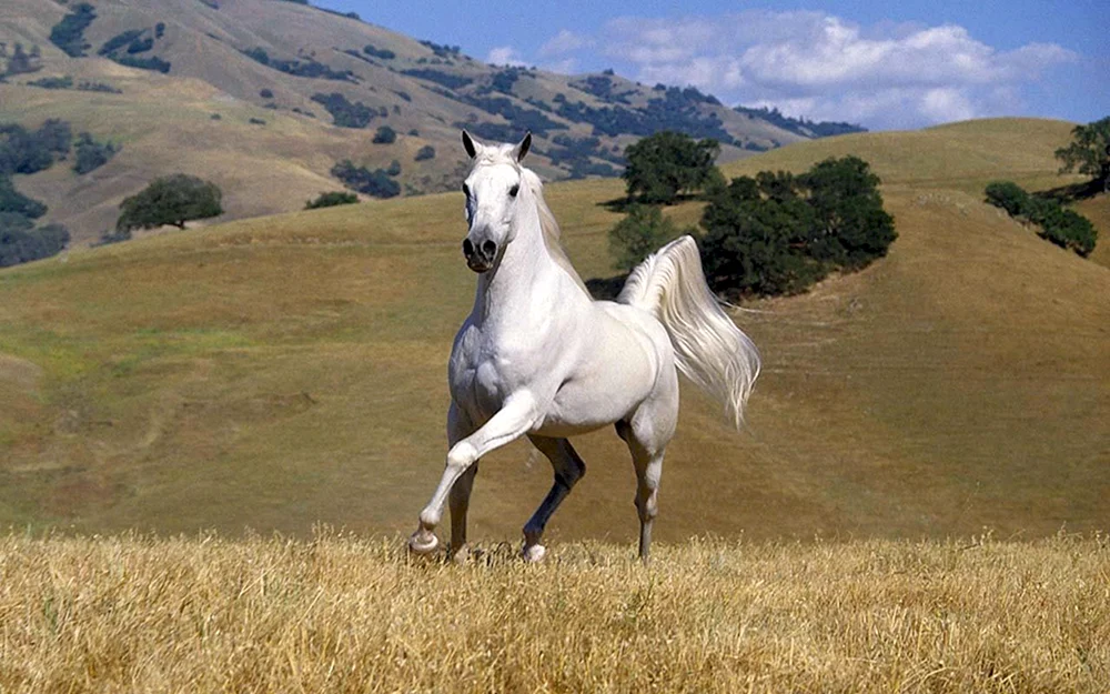 Zuchtpferd Mustang