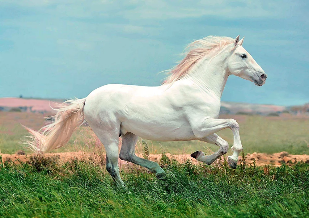 Friesischer Albino Pferd