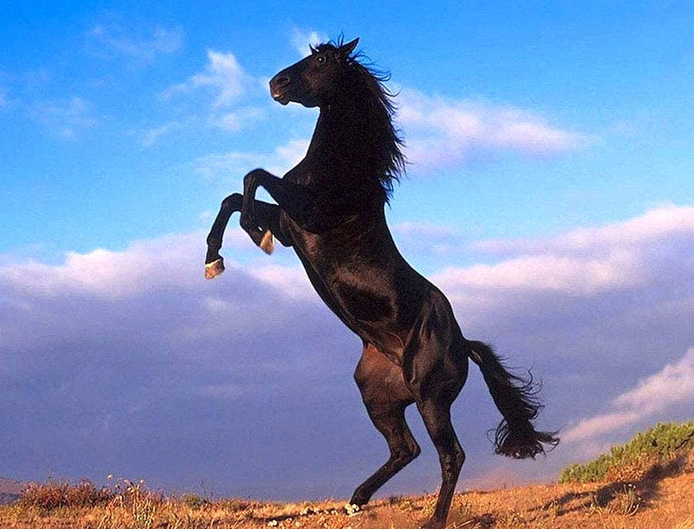Arabisches Mustang Pferd