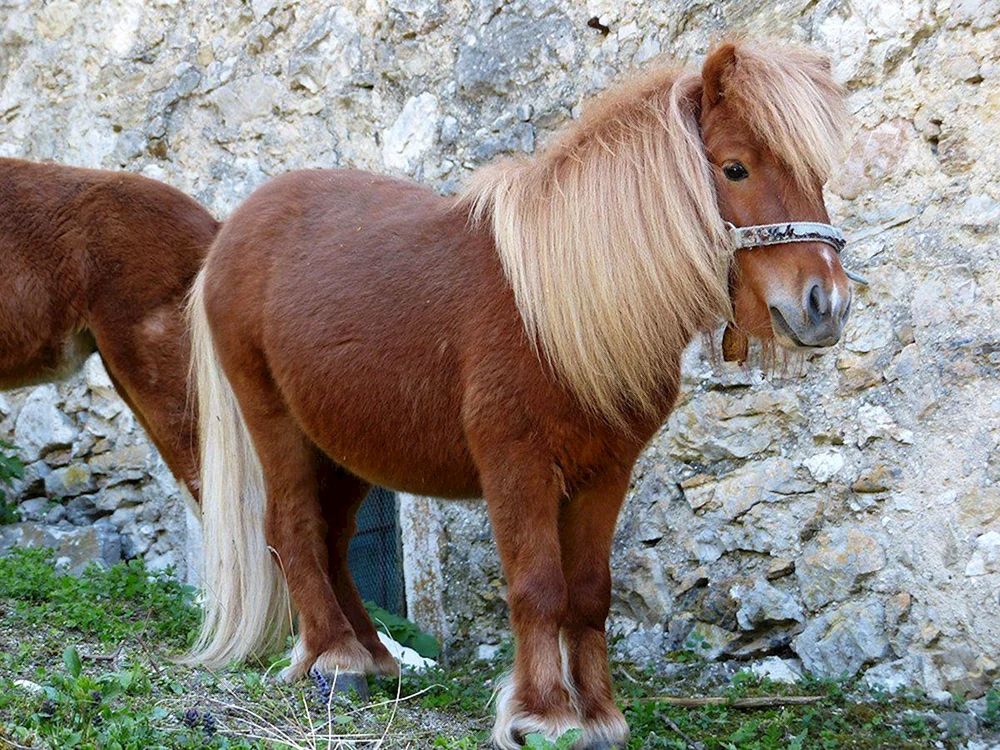 Shetlandpony