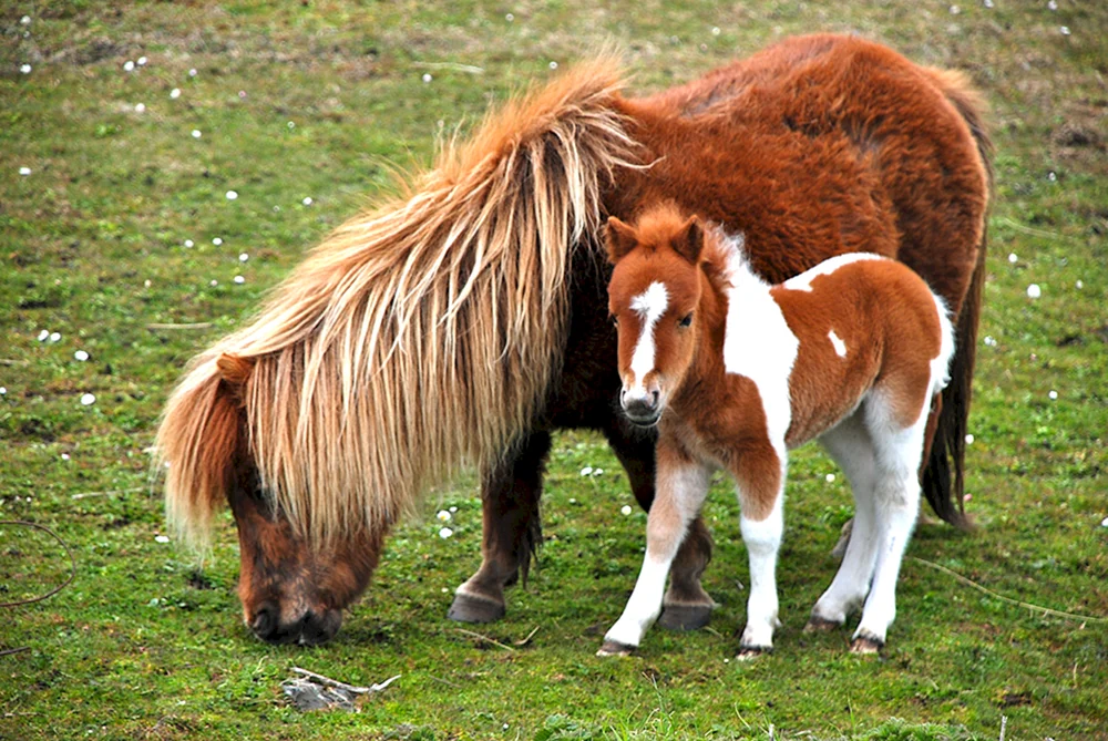 Falabella fohlen