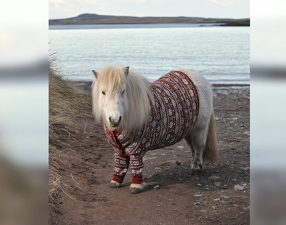 Pferde und Ponys