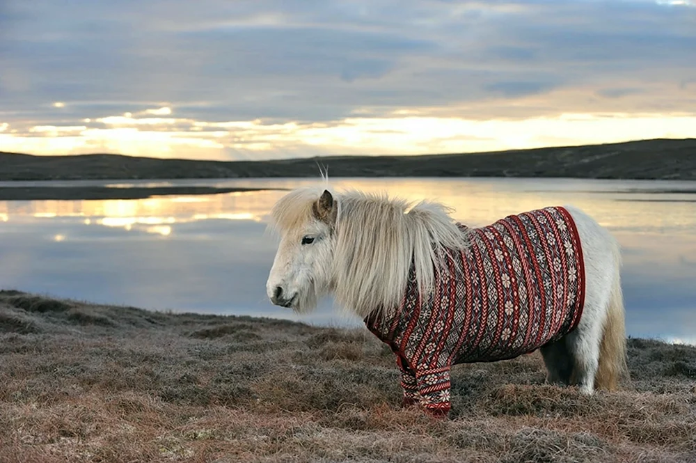 Pony echt