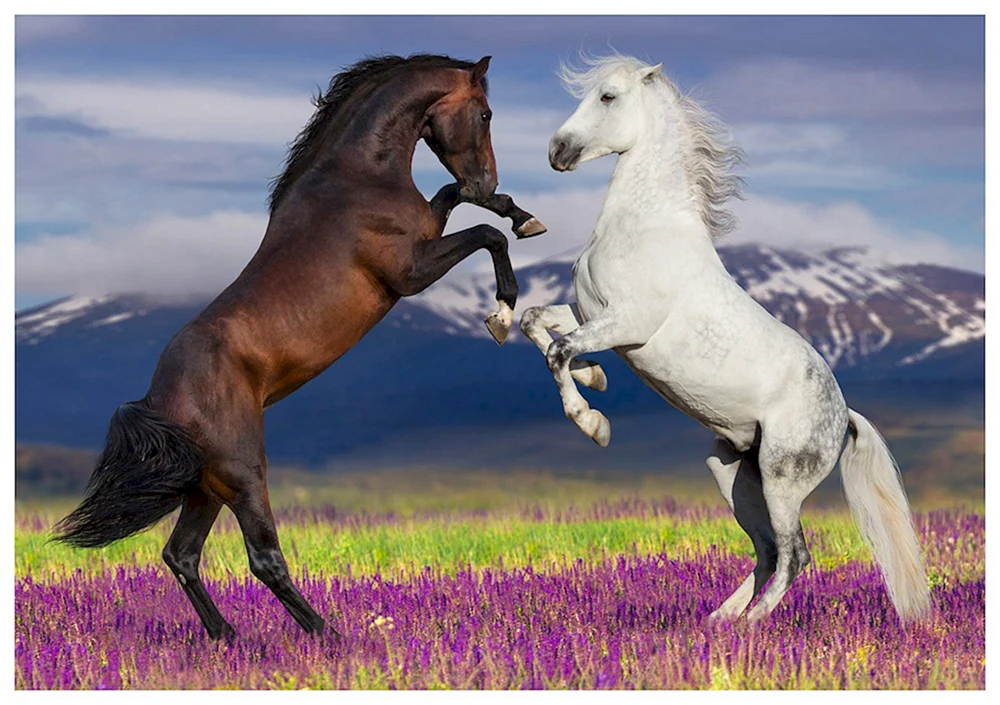 Camargue Pferd