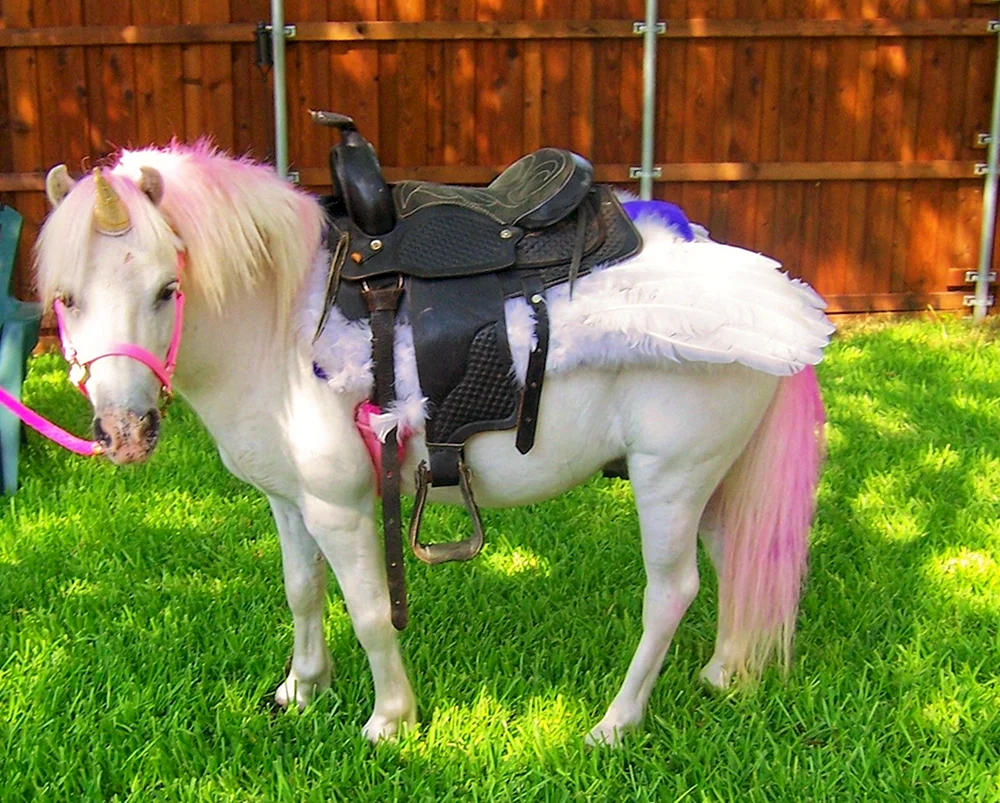 Pferde und Ponys