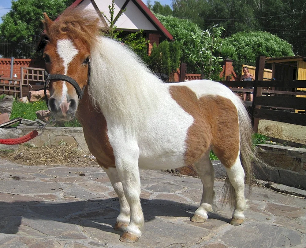 Pferde und Ponys