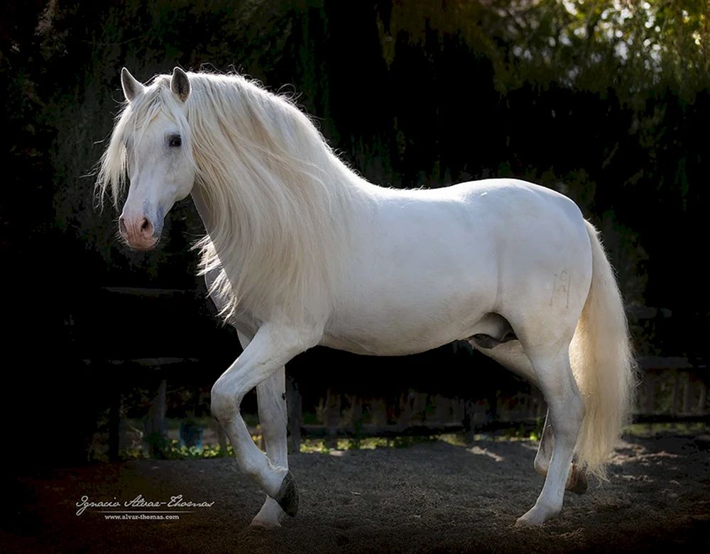 Weißes Pferd