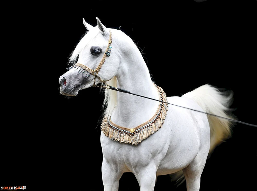 Arabischer Schimmel