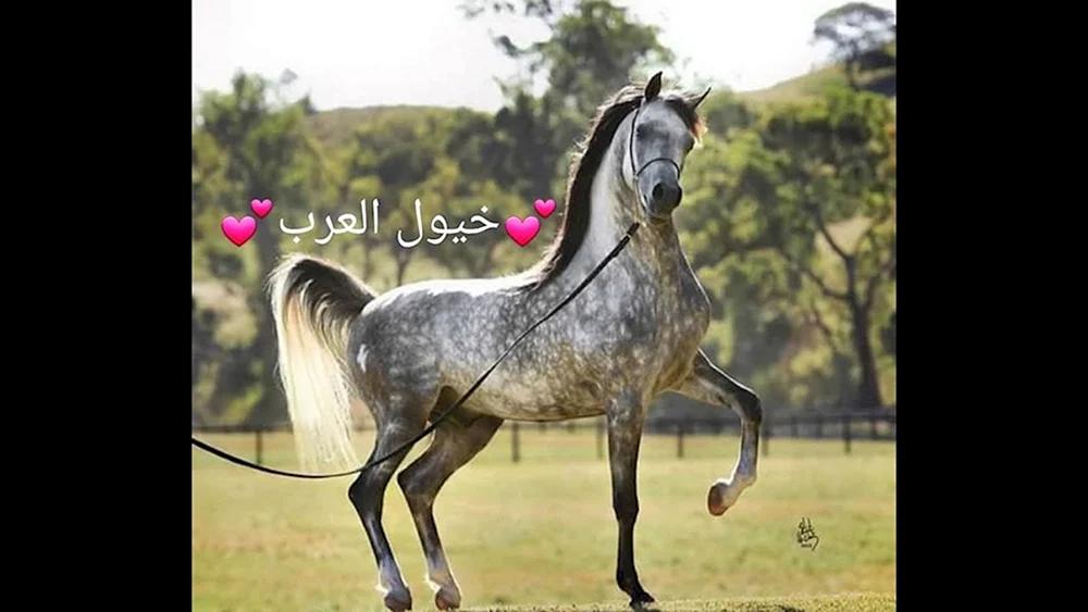 Arabisches Rennpferd